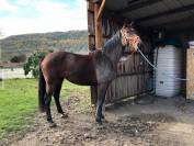 Jument SF 8 ans pour poulinière 