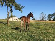 Foal mâle connemara bai