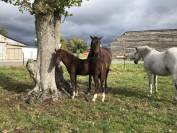 Croisement Welsh x selle français 