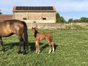 Croisement Welsh x selle français 