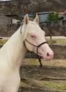 Paint horse PP cremollo 2ans