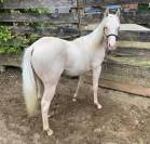 Paint horse PP cremollo 2ans