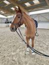 Hongre, 7 ans, SF, 1m67 dressage et CSO
