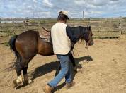 Iron poney welsh D PP 7ans