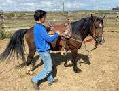 Iron poney welsh D PP 7ans