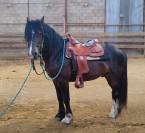 Iron poney welsh D PP 7ans