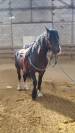 Iron poney welsh D PP 7ans
