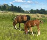 Olympe Half Paint horse 2024