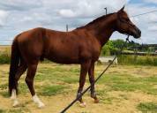 Paint horse solid PP Twister bandit dun it, étalon 