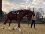 Paint horse solid PP Twister bandit dun it, étalon 