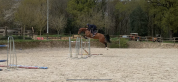 Cheval SF 14 ans 
