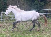 Cheval Pure Race Espagnole (PRE) – 4 ans, entier