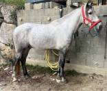 Cheval Pure Race Espagnole (PRE) – 4 ans, entier