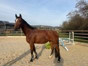 Jument par Cooper Vd Heffinck