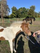 POULICHE PFS PIE par EUROGEN FANTOMAS