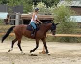 Yegua Zangersheide En venta 2015 Bayo por CON AIR