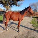 Yearling par Hunter's Light 