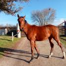 Yearling par Hunter's Light 