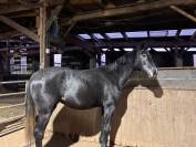 Hongre 4 ans par Couleur Latour 