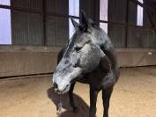 Hongre 4 ans par Couleur Latour 