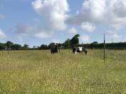 Pension cheval - Ecuries de Lodeven - 29810 Br&eacute;l&egrave;s