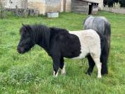 PONEY SHETLAND PP