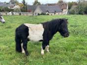 PONEY SHETLAND PP