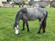 PONEY B FEMELLE 2 ANS
