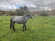 PONEY B FEMELLE 2 ANS
