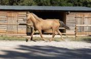 À vendre – Dune, magnifique hongre PRE PP Palomino 5ans
