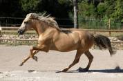 À vendre – Dune, magnifique hongre PRE PP Palomino 5ans