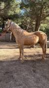 À vendre – Dune, magnifique hongre PRE PP Palomino 5ans