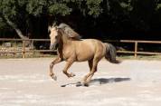 À vendre – Dune, magnifique hongre PRE PP Palomino 5ans