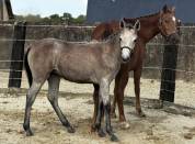 Pouliche PFS par Rexter d’or