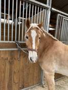Gelding Haflinger For sale 2016 Chesnut
