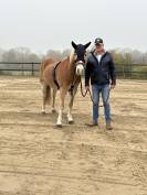 Gelding Haflinger For sale 2016 Chesnut
