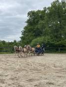 Gelding Haflinger For sale 2016 Chesnut