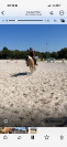 Gelding Haflinger For sale 2016 Chesnut