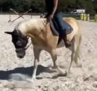 Gelding Haflinger For sale 2016 Chesnut