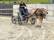 Gelding Haflinger For sale 2016 Chesnut