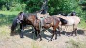 Pouliche Rocky Mountain Horse pleins papiers