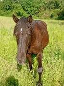 Pouliche Rocky Mountain Horse pleins papiers