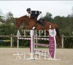 Hongre 6ans kannan x le tot de semilly