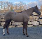 Hongre 6ans kannan x le tot de semilly