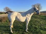 Jument de 146 cm âgée de 8 ans