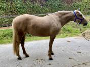 Jument PRÉ palomina 163cm 4 ans debourree 