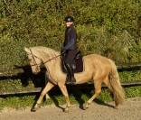 Merrie PRE Puur Ras Spaans Te koop 2021 Palomino