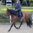 Hongre PRÉ 170 cm bai débourré