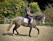 Jument PRÉ 5 ans 160cm grise top origine! 