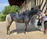 Jument PRÉ 5 ans 160cm grise top origine! 